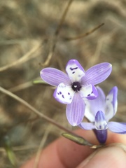 Conanthera campanulata