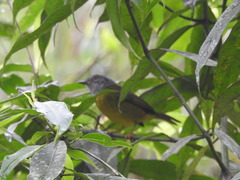 Myiothlypis coronata