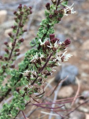 Ophryosporus triangularis