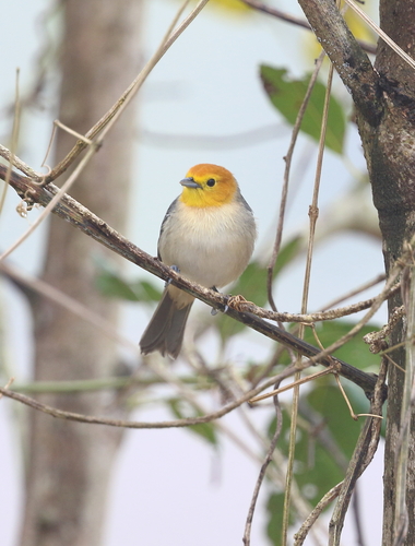 Orange-headed Tanager