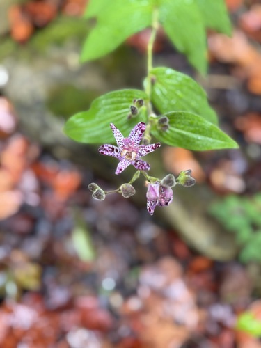 Tricyrtis hirta iNat (2)