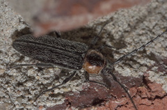 Stenosphenus notatus