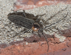 Stenosphenus notatus