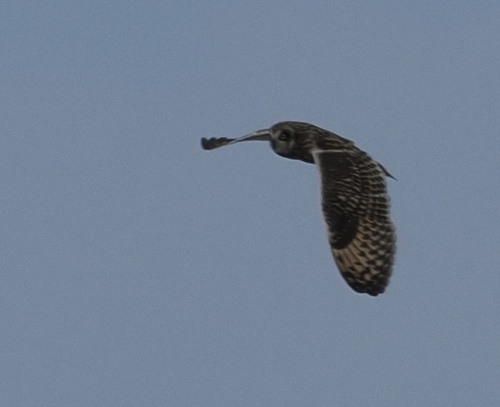 View observation of {o.common_name} on iNaturalist