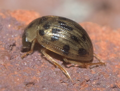 Berosus pantherinus