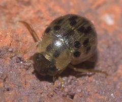 Berosus pantherinus
