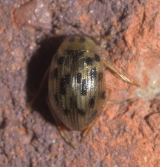 Berosus pantherinus