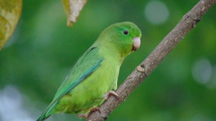 Forpus conspicillatus