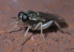 Solva pallipes