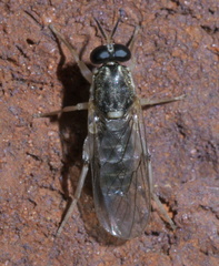 Solva pallipes