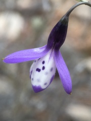 Conanthera campanulata