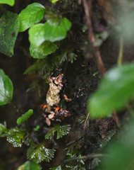 Pristimantis brevicrus
