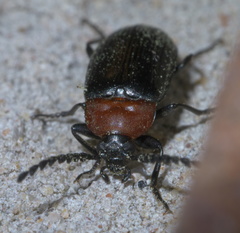 Chromatia amoena