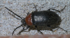 Chromatia amoena