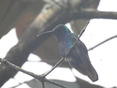 Campylopterus falcatus