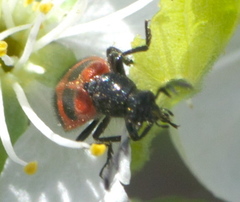 Pelonides quadripunctata