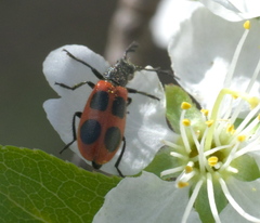 Pelonides quadripunctata