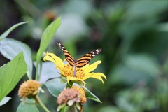 Melinaea lilis imitata