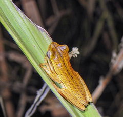 Fine-Lined Treefrog photo 4