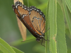 Limenitis archippus obsoleta