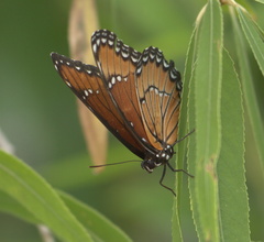 Limenitis archippus obsoleta