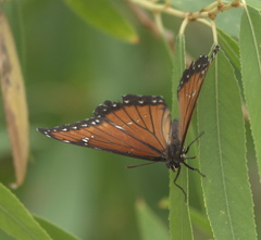Limenitis archippus obsoleta