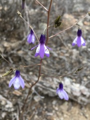 Conanthera campanulata
