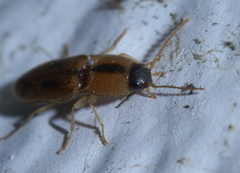 Aeolus scutellatus