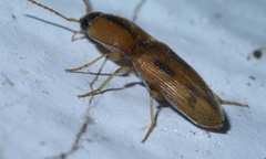 Aeolus scutellatus