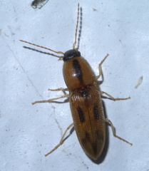 Aeolus scutellatus