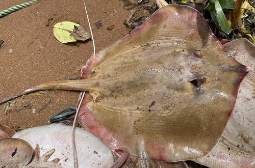 Pearl stingray (Fontitrygon margaritella) — Dasyatidae
