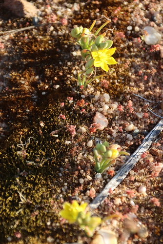 Crassula hirsuta