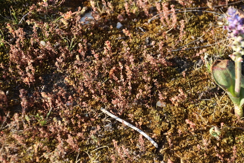Crassula thunbergiana