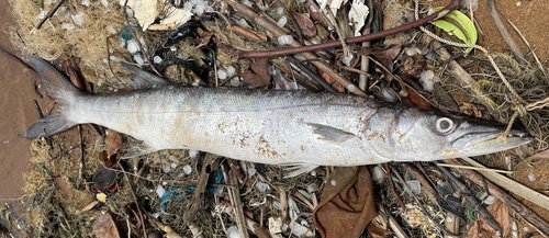 Guinean barracuda (Sphyraena afra) — Sphyraenidae — 4