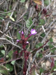 Plumbago caerulea