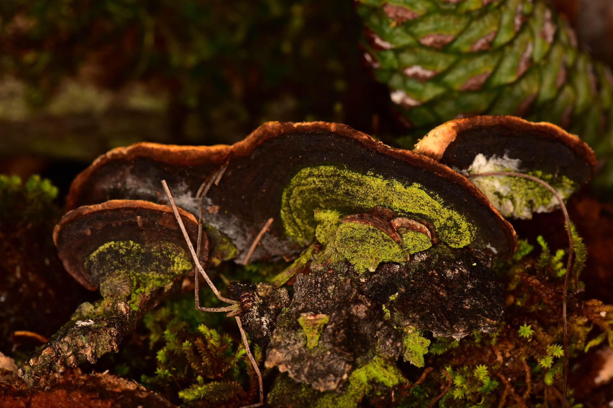 Flaviporus brownii image