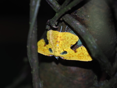 Corymica spatiosa