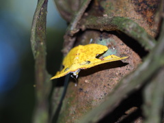 Corymica spatiosa