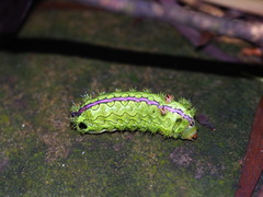 Parasa pastoralis