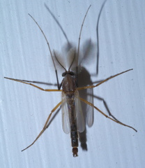 Glyptotendipes testaceus