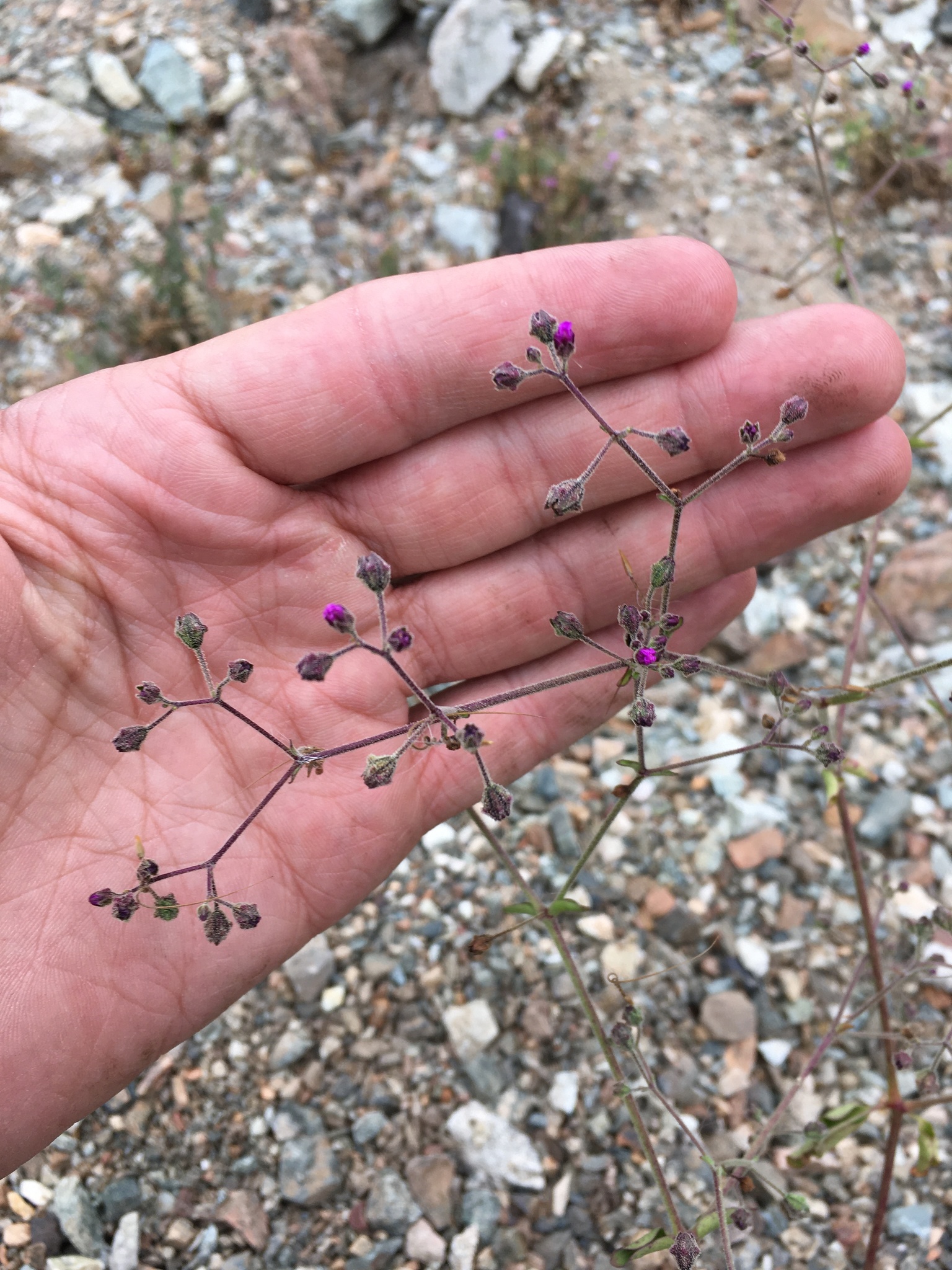 Mirabilis acuta