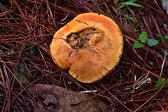 Tylopilus leucomycelinus