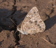 Asterocampa celtis antonia