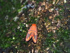Matsumursine horishanella