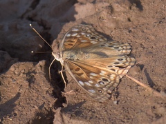Asterocampa celtis antonia