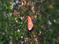 Matsumursine horishanella