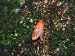 Matsumursine horishanella