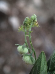 Chiropetalum