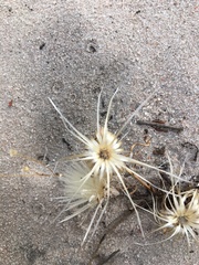 Podotheca angustifolia