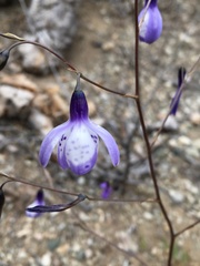 Conanthera campanulata